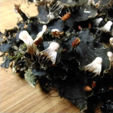 Гриб из Мытищи