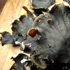 Гриб из Мытищи