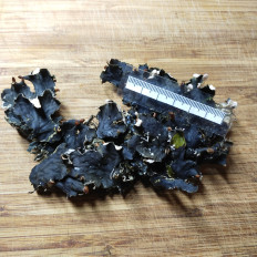 Гриб из Мытищи