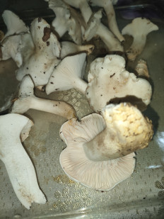 Гриб из Коаснодар