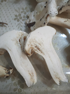 Гриб из Коаснодар