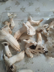 Гриб из Коаснодар