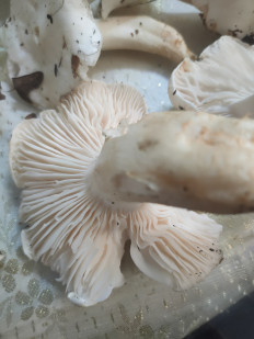 Гриб из Коаснодар