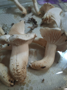 Гриб из Коаснодар