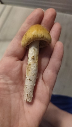 Гриб из Краснодар