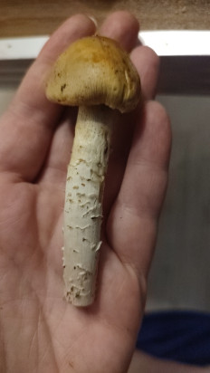 Гриб из Краснодар