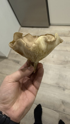 Гриб из Киеа