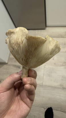 Гриб из Киеа