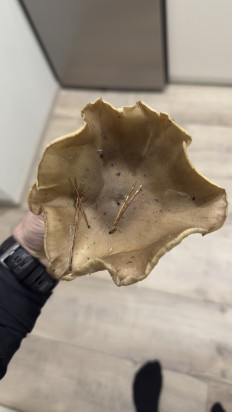 Гриб из Киеа