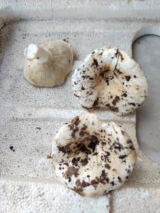 Гриб из Саратовская