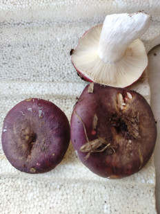 Гриб из Саратовская