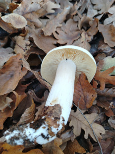 Гриб из Саратовская