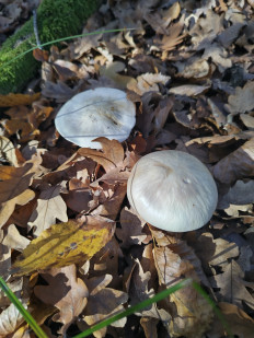 Гриб из Саратовская