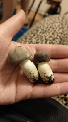 Гриб из Воронеж