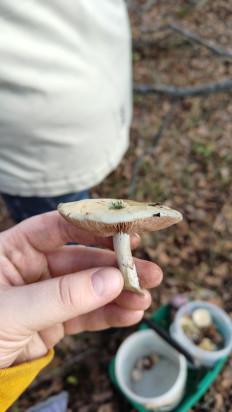 Гриб из Воронеж