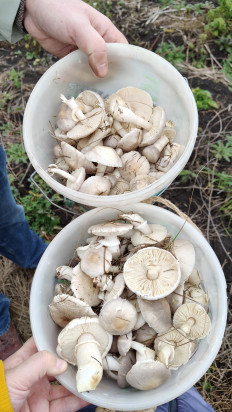 Гриб из Воронеж