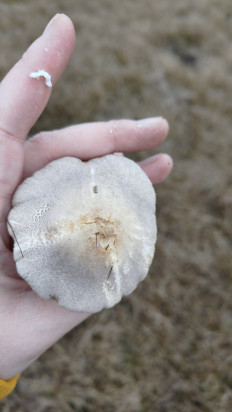 Гриб из Воронеж