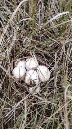 Гриб из Воронеж