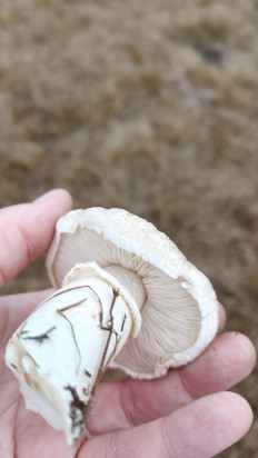 Гриб из Воронеж