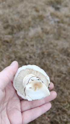 Гриб из Воронеж