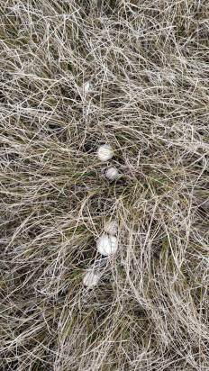 Гриб из Воронеж