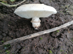 Гриб из Тула