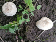 Гриб из Тула