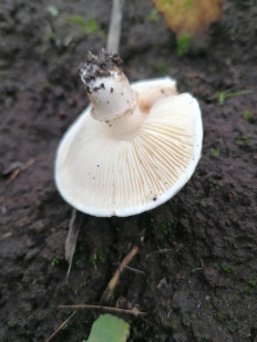 Гриб из Тула