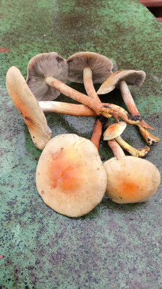 Гриб из Раменский район, Карпово.