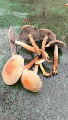 Гриб из Раменский район, Карпово.