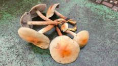 Гриб из Раменский район, Карпово.