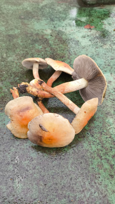 Гриб из Раменский район, Карпово.