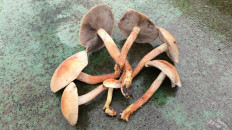 Гриб из Раменский район, Карпово.