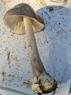 Volvariella gloiocephala - Вольвариелла слизистоголовая