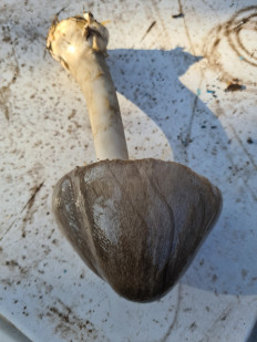 Volvariella gloiocephala - Вольвариелла слизистоголовая