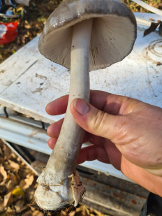 Volvariella gloiocephala - Вольвариелла слизистоголовая