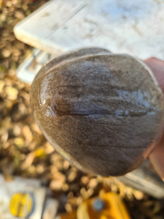 Volvariella gloiocephala - Вольвариелла слизистоголовая