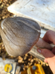 Volvariella gloiocephala - Вольвариелла слизистоголовая