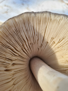 Volvariella gloiocephala - Вольвариелла слизистоголовая