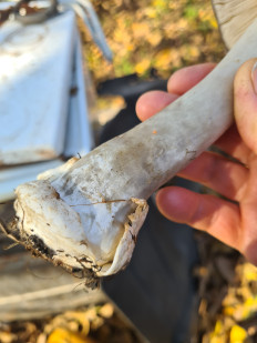 Volvariella gloiocephala - Вольвариелла слизистоголовая