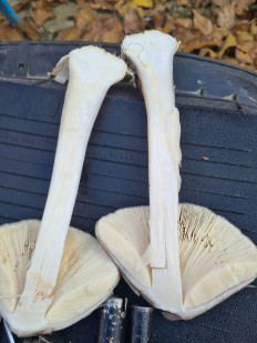 Volvariella gloiocephala - Вольвариелла слизистоголовая