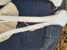 Volvariella gloiocephala - Вольвариелла слизистоголовая