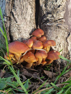 Гриб из Краснодар