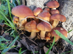 Гриб из Краснодар