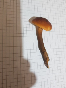 Гриб из Краснодар