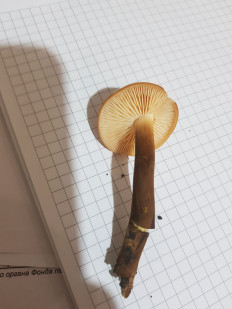 Гриб из Краснодар