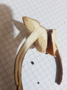 Гриб из Краснодар