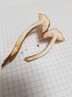 Гриб из Краснодар