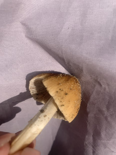 Гриб из Армавир