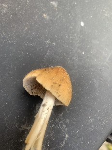 Гриб из Армавир